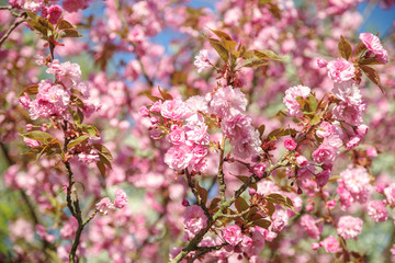 japanese cherry blossom trees in full bloom