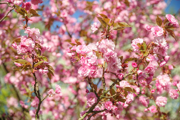 japanese cherry blossom trees in full bloom