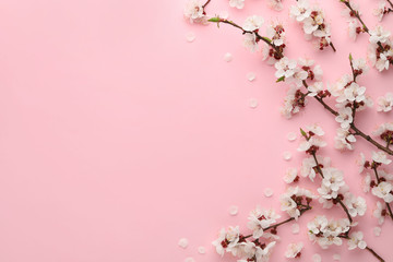 Beautiful fresh spring flowers on color background, top view with space for text