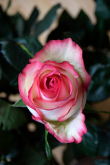 The rose grows in a garden. A beautiful decorative flower with petals of pink color.