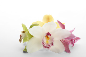 Naklejka na ściany i meble Beautiful tropical orchid flowers on white background