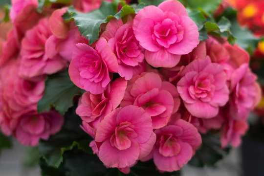 Primavera y flores. Temporada de jardineria.