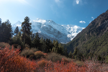 Red forest under Himalayas Peaks in Annapurna Circuit