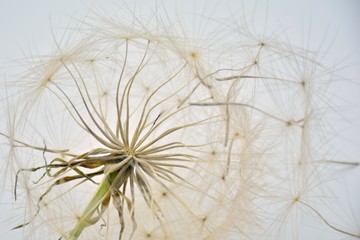 Detalle del receptáculo y cipselas de diente de león © KukiLadrondeGuevara