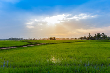 Fototapeta na wymiar Thailand, Nan Province, Agricultural Field, Asia, Farm
