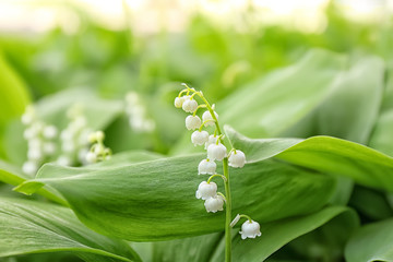 Obraz premium Beautiful fragrant lily of the valley outdoors