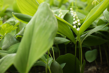 Obraz premium Beautiful fragrant lily of the valley as background