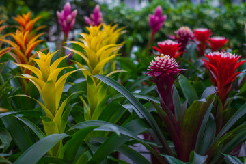 Primavera y flores. Temporada de jardineria.