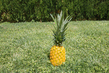 Yellow pineapple on green grass - summer freshness