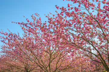 japanese cherry blossom trees in full bloom