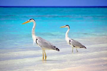 Ein Paar Graureiher am Strand auf den Malediven