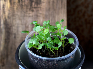 spring seedlings of viola flowers