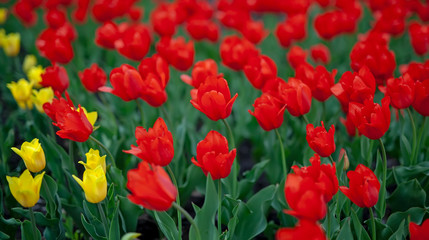Obraz premium Tulips, red and yellow, against the Sunny sky.