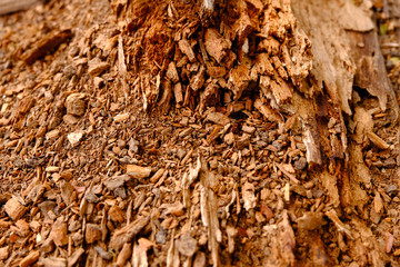 Wood sawdust texture background, Wood chip, Wood dust