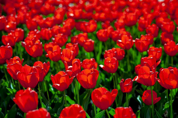 Tulips, red and yellow, against the Sunny sky.