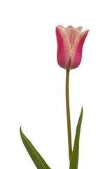 Pink tulips Sanne  on  white background