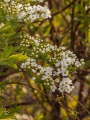 flowering shrub Spirea
