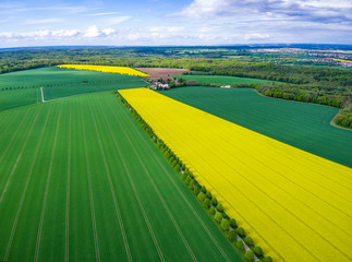 Rapsfeld