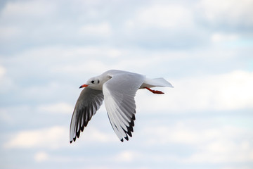 all