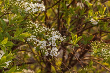 flowering shrub Spirea
