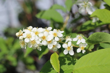 Beautiful blooming white large flowers tree branch