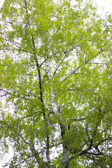 spring forest trees covered with spring green foliage