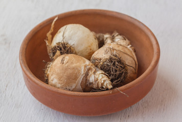 Galtonia  bulbs or Cape hyacinth or African hyacinth