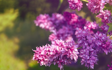 Fototapeta na wymiar lilac branch close-up. spring background with lilac.