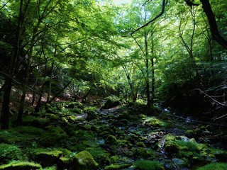川苔山