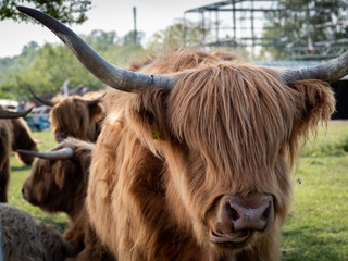 Schottisches Hochlandrind in der Nahaufnahme