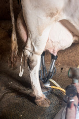 Cow automation farming modernism agriculture production