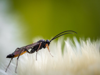 Schlupfwespe auf einer Blüte