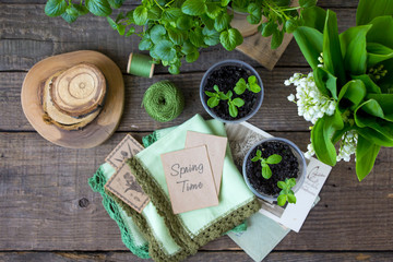 spring time wooden background seedlings
