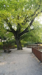 Drzewo w parku