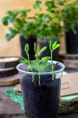 spring sprouts seedlings
