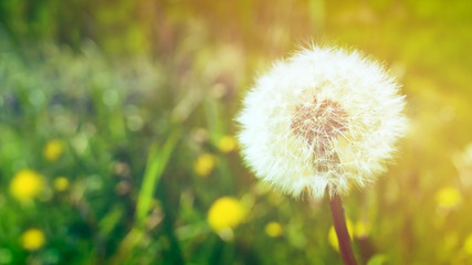fluffy dandelion close-up. background with downy white dandelion.