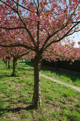 Fototapeta premium japanese cherry blossom trees in full bloom