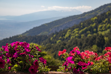Fototapeta premium petunia
