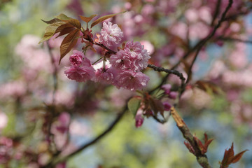 japanese cherry blossom trees in full bloom