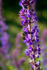 Sage flower in summer in the garden