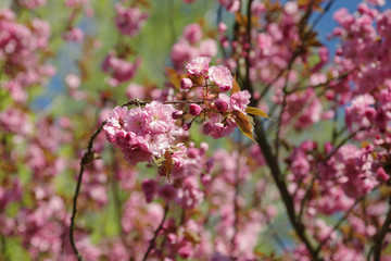 japanese cherry blossom trees in full bloom