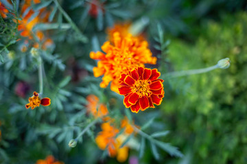 orange red flower