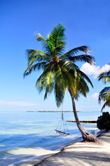 Fototapeta na wymiar Schaukel an einer Palme am Strand