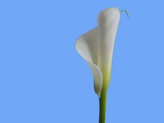 Beautiful gentle white flower calla lily on a blue background. isolate the background. postcard