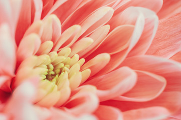 Coral colored chrysanthemum close up. Macro image with small depth of field. Beautiful abstract background for your design.