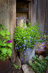 Naklejka na ściany i meble flower pots as a decoration in the garden