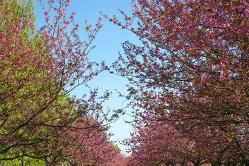 japanese cherry blossom trees in full bloom