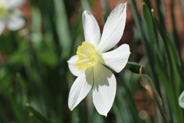 blooming pheasant daffodil - narcissus poeticus flower, selective focus