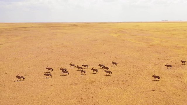 Astonishing aerial over huge herds of oryx antelope wildlife running fast across empty savannah and plains of Africa, near the Namib Desert, Namibia.