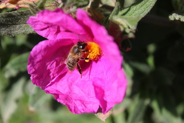 flor  jardin  paisajes abeja 